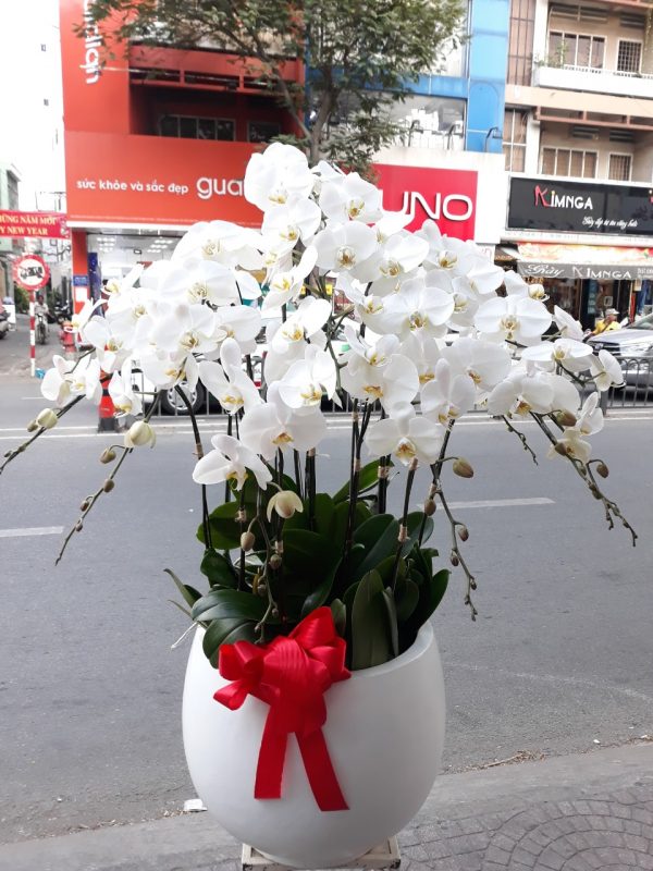 Hoàng Nguyên Flowers