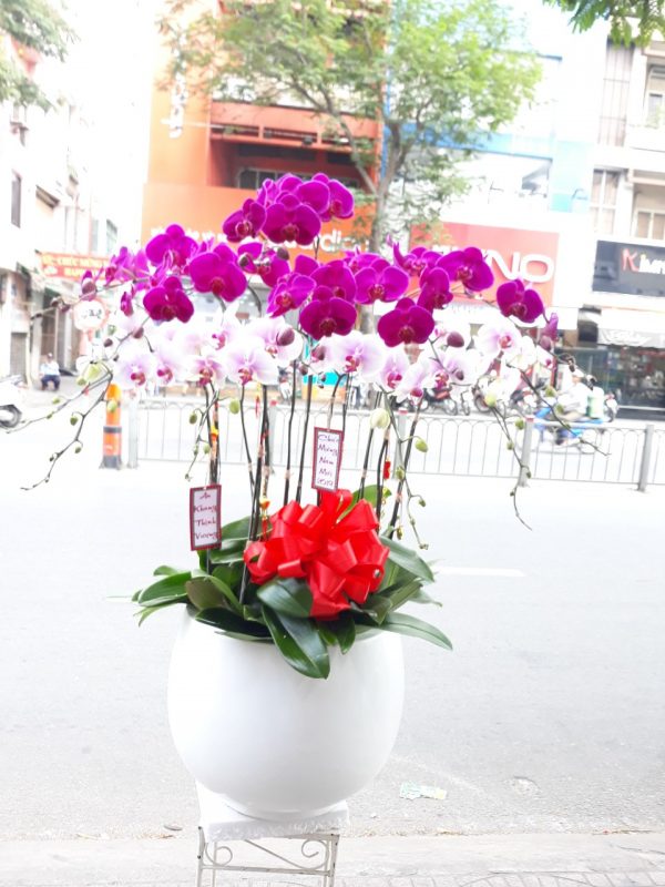 Hoàng Nguyên Flowers